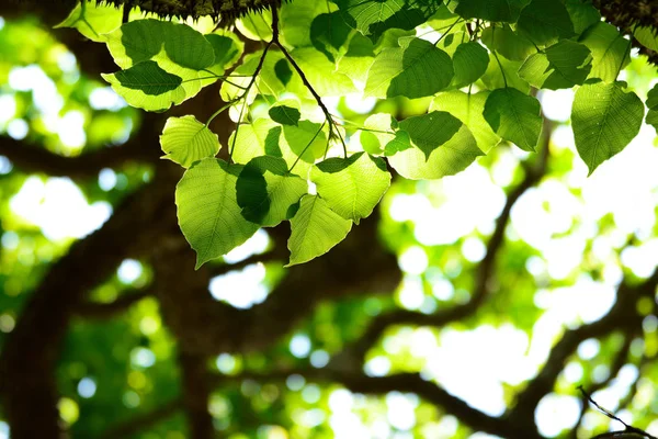 Bodhi liść drzewa, święte fig pod słońcem Zdjęcie Stockowe