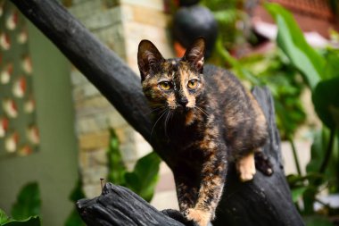 Dallarda tırmanan kediler