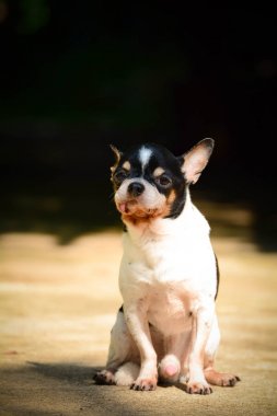 zemin üzerinde siyah ve beyaz köpek