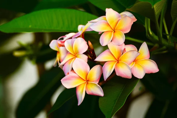 Flor de Plumeria flor tropical de frangipani rosa y blanco, penacho — Foto de Stock