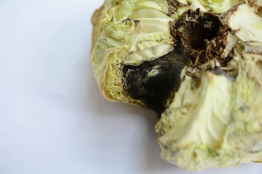 Beyaz arka plan üzerinde çürük sebze lahana