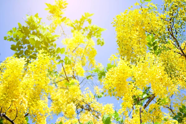 Cassia fistula flowers , Golden shower  on blue sky — Stock Photo, Image