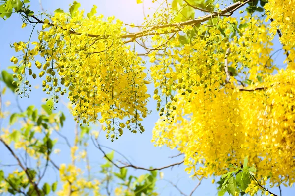Cassia fistül çiçekler, mavi gökyüzü üzerinde altın duş  