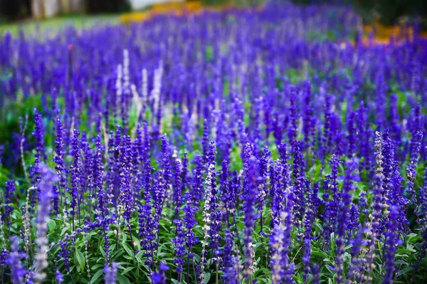 Blue salvia purple flowers. salvia flowers in the garden. — Stock Photo, Image