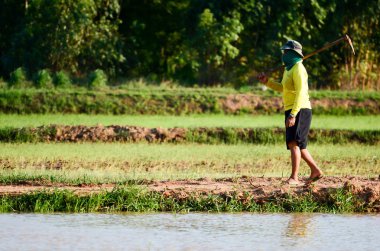 Alanları içinde çiftçilik çiftçi pirinç.