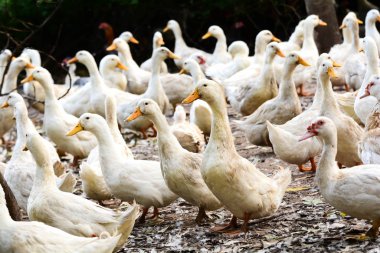 Grup ördek beyaz ördek