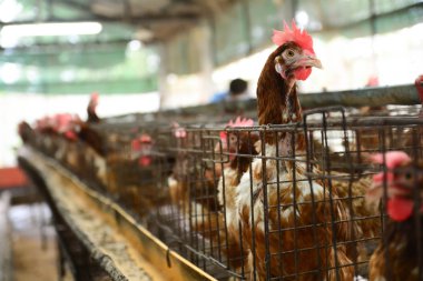 Tavuk yumurtası bir kafes içinde.