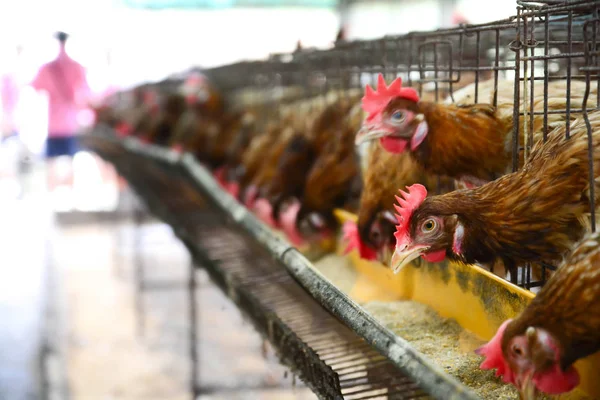 Œufs de poulet dans une cage . — Photo