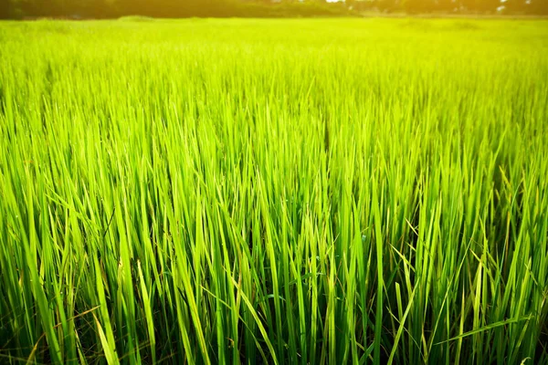 Rice fields  in the morning for background. — Stock Photo, Image