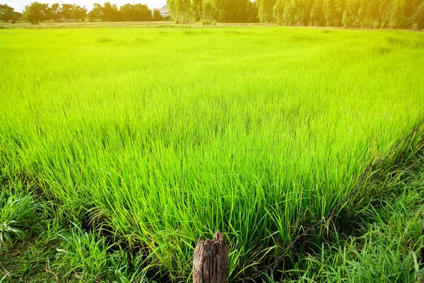 Champs de riz le matin pour le fond . — Photo