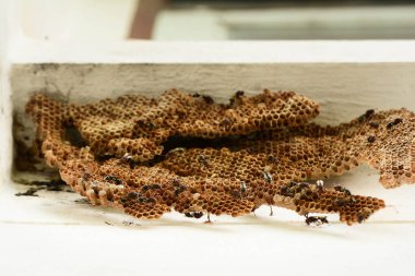 küçük gruplar halinde eşekarısı yuva, Hymenoptera yuva 