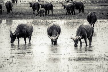 Su ile çayırda buffalo