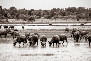 Su ile çayırda buffalo
