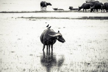 Su ile çayırda buffalo