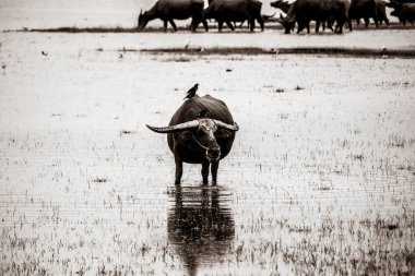 Su ile çayırda buffalo