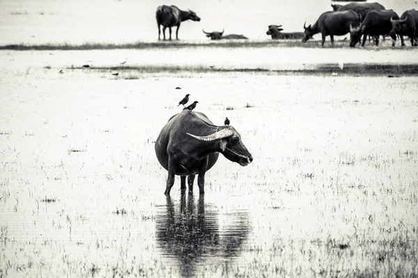 Su ile çayırda buffalo