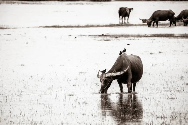 Su ile çayırda buffalo