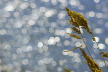 cane branches on a blurry blue background
