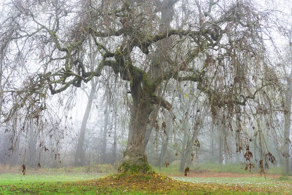 Mocný Starý Strom Mlhavém Podzimním Dni — Stock fotografie