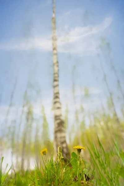 Lage Hoek Uitzicht Paardebloem Berkenbos Het Vroege Voorjaar — Stockfoto