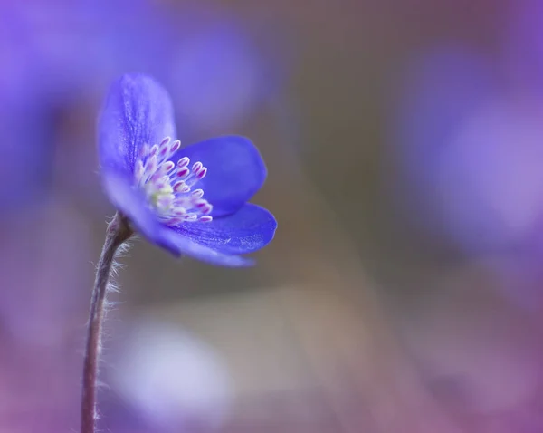 Romântico Close Azul Roxo Hepatica Nobilis Hepático Floresta Início Primavera — Fotografia de Stock