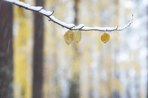 Ultime Foglie Gialle Betulla Durante Giorno Nevoso Autunno — Foto Stock