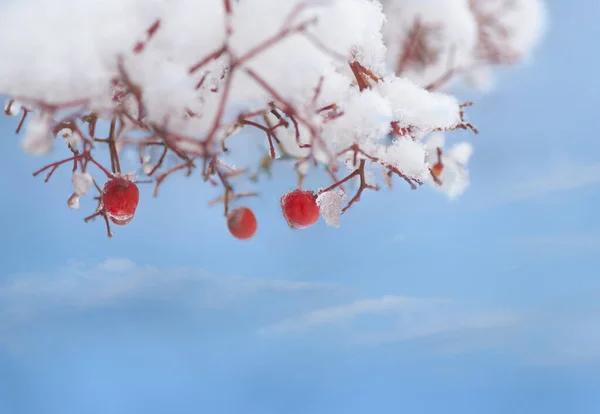 雪と氷に覆われた木の赤いローワンベリー 青い空 — ストック写真