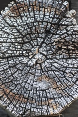 Kesilmiş eski ağacın yıpranmış yüzeyi