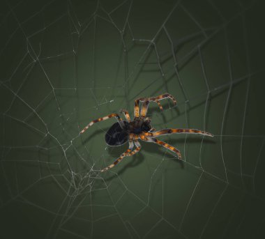 Örümcek ağındaki renkli örümcek, aşağıdan görünüyor