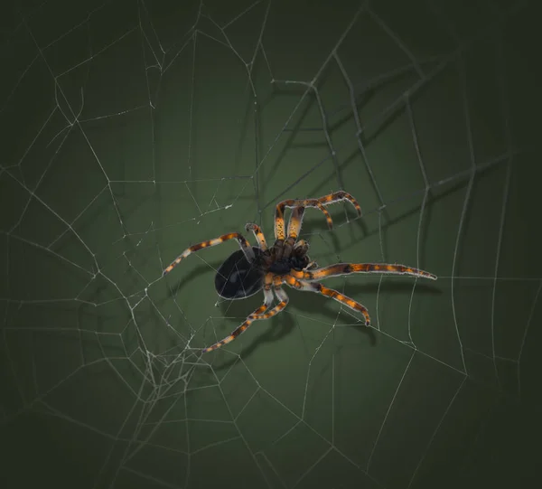 从下面看到的蜘蛛网上五彩斑斓的蜘蛛 — 图库照片