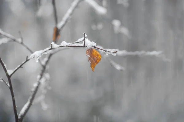 Τελευταίο Καφέ Και Πορτοκαλί Φύλλο Σημύδα Χιονισμένη Μέρα Του Φθινοπώρου — Φωτογραφία Αρχείου