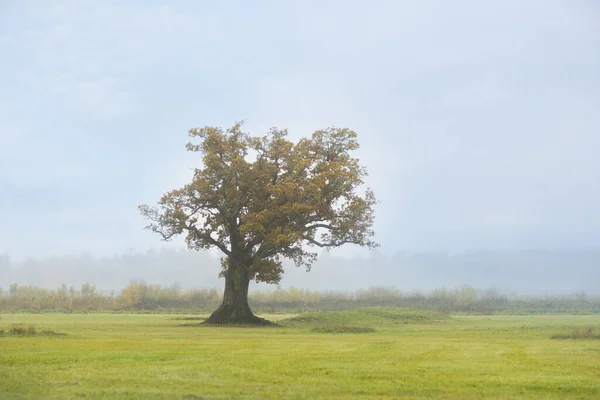 Sonbaharın Sisli Sabahında Yaşlı Meşe Ağacı — Stok fotoğraf