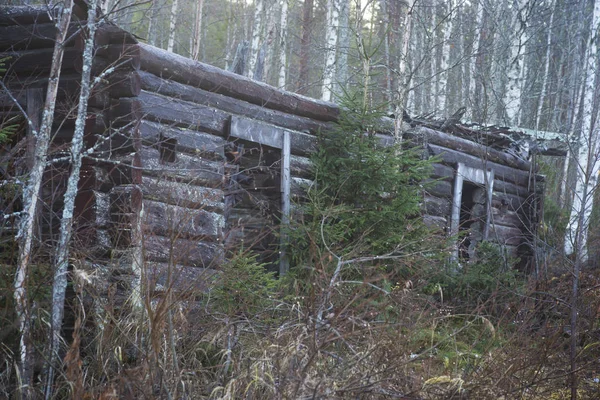 Cabaña Abandonada Cayendo Pedazos Bosque — Foto de Stock