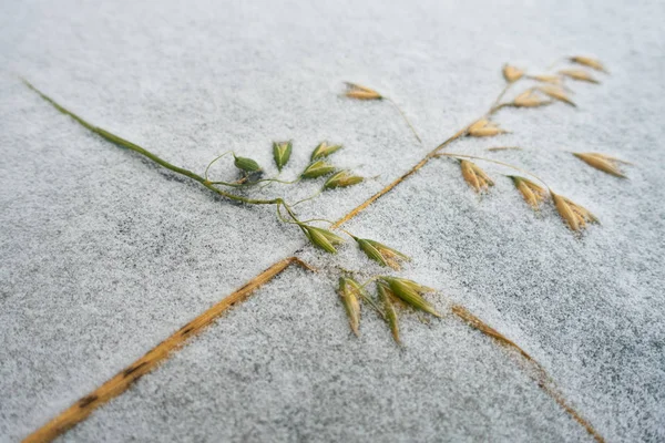 Yellow Green Oats Surface Snow Rime Frost — Stock Photo, Image