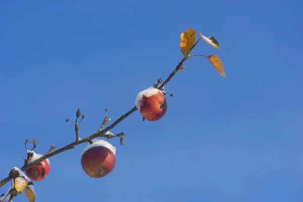 Red Apples Snow Apple Tree Sunny Day Blue Sky — Stock Photo, Image