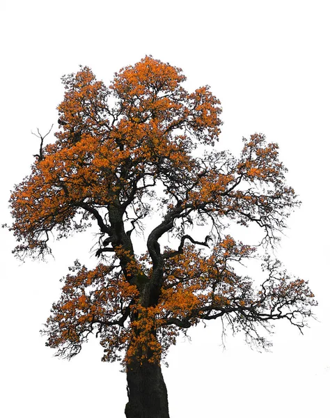 Stor Med Bruna Och Gula Blad Hösten Vit Bakgrund — Stockfoto