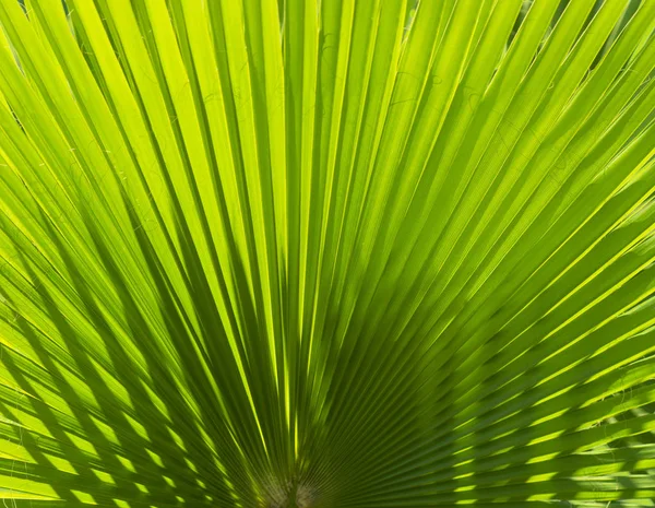 Arkaplanda Güneş Işığı Altında Palmiye Yaprağı — Stok fotoğraf