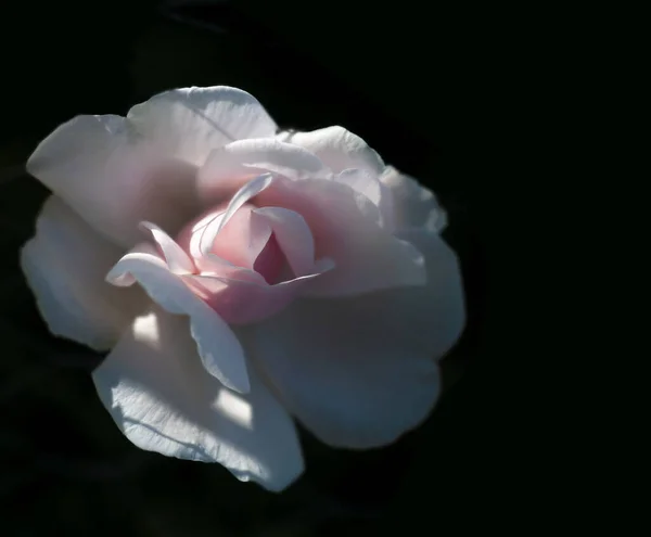 Close Vibrant Pink Rose Dark Background — Stock Photo, Image