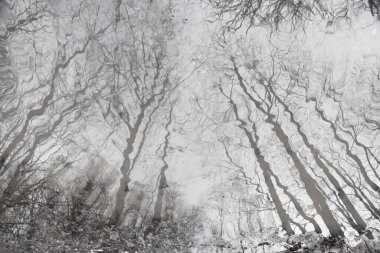 Ormandaki su birikintisine yansıyan çıplak ağaçların tek renkli resmi