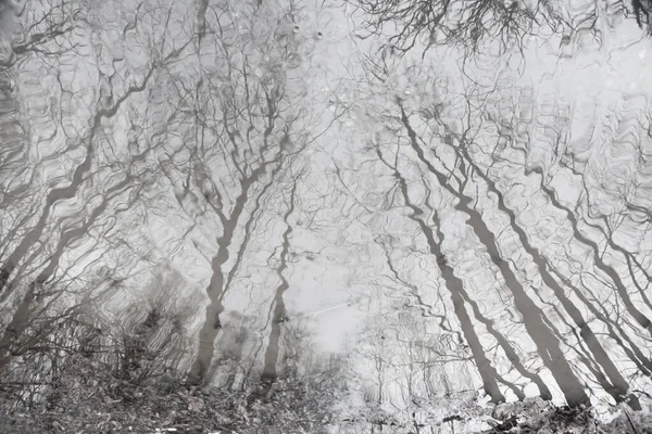 Černobílý Obraz Holých Stromů Odrážející Kalužích Lese — Stock fotografie