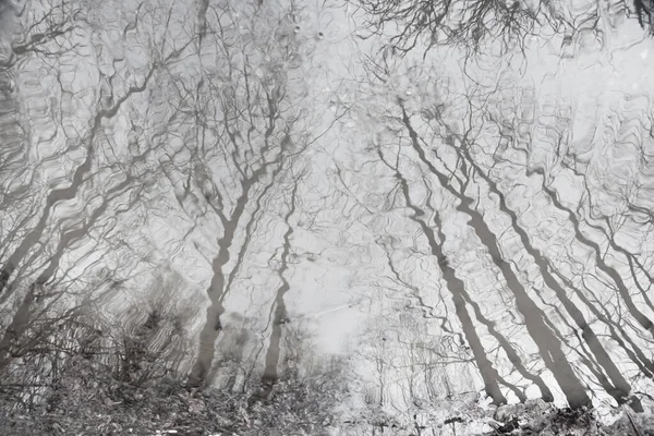 Cuadro Monocromático Árboles Desnudos Reflejados Charco Bosque — Foto de Stock