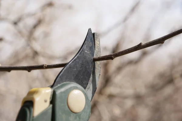 Nahaufnahme Der Baumschere Die Obstbäume Garten Schneidet — Stockfoto
