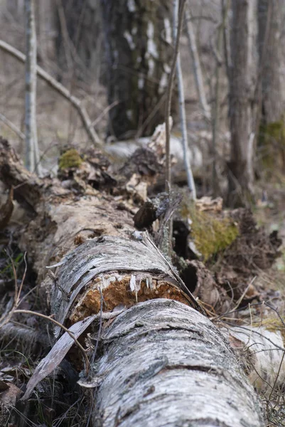 Pohon Birch Membusuk Hutan — Stok Foto