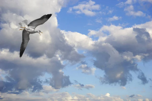 Gaviota Gritando Volando Cielo Azul Con Nubes Blancas —  Fotos de Stock