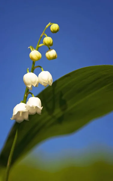 Blisko Białe Kwiaty Lilii Valley Błękitnym Niebie — Zdjęcie stockowe