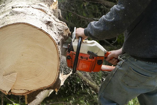 Man Met Kettingzaag Snijdende Grote Stam Van Berkenboom — Stockfoto