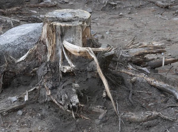 Tree Stump Depressing Muddy Landscape Deforesting — Stock Photo, Image