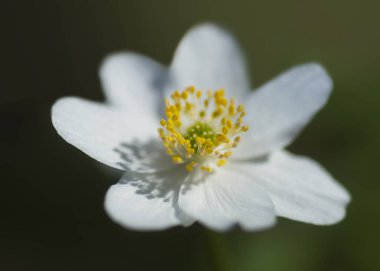 Vahşi İskandinav ormanlarında Anemone Nemorosa 'ya yakın