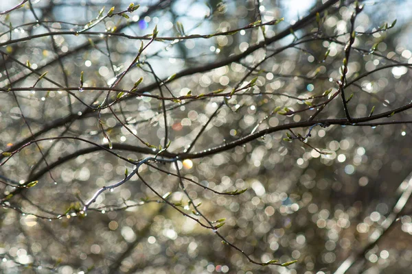 Arbre Avec Bourgeons Feuilles Scintillant Soleil Après Pluie Début Printemps — Photo