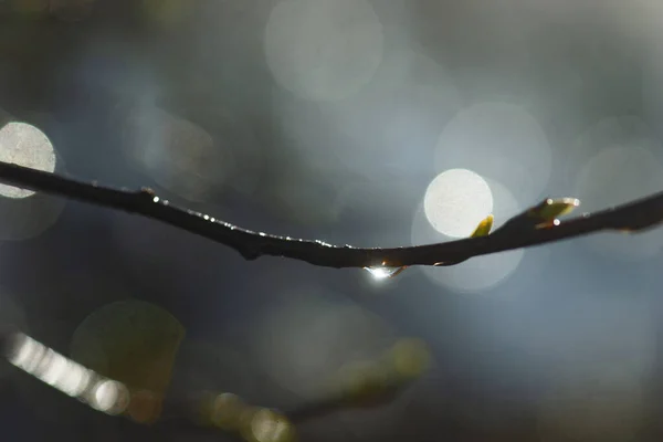 Close Gota Água Ramo Árvore Após Chuva Início Primavera Com — Fotografia de Stock